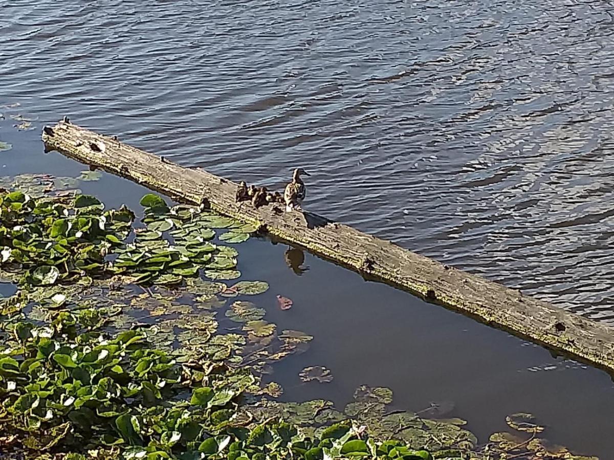 فيلا سانداكمفي Huisje Aan Het Water, Omgeving Amsterdam المظهر الخارجي الصورة